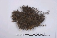 藏品(多摺蘚)的圖片